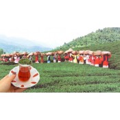 چای برادران علی نیا (0)